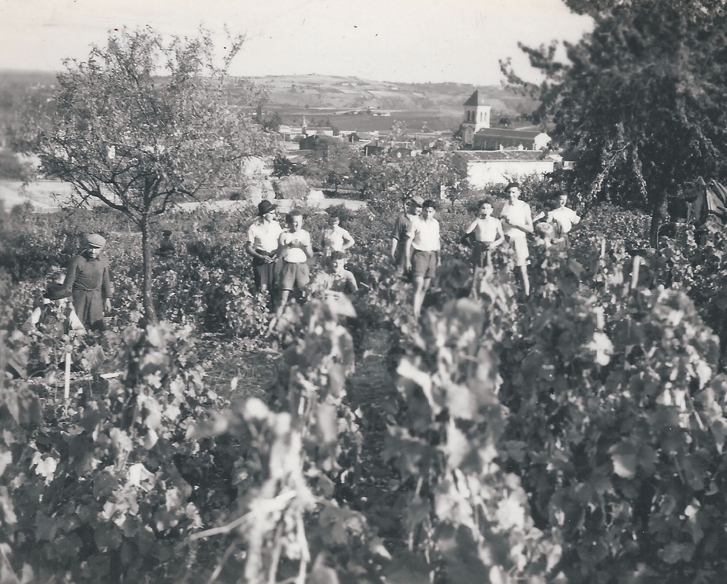 Vendanges 1946 - domaine viticole vente de vin Cépages Gamay & cépages Chardonnay Denicé Beaujolais