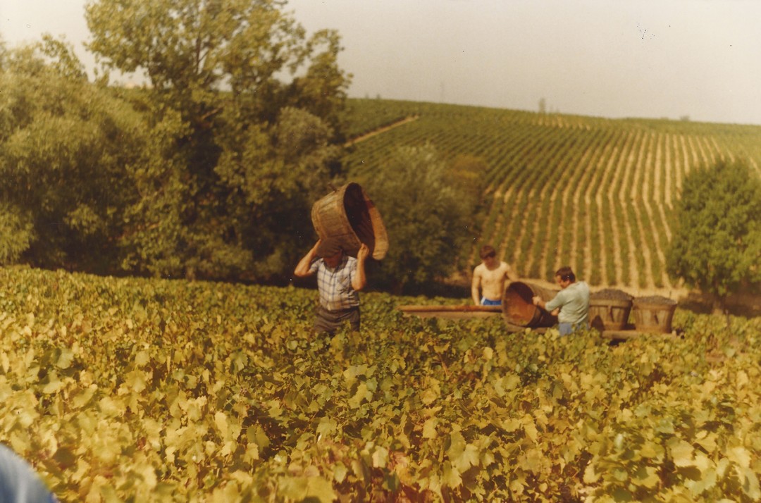 Vendanges 1983 - domaine viticole vente de vin Cépages Gamay & cépages Chardonnay Denicé Beaujolais