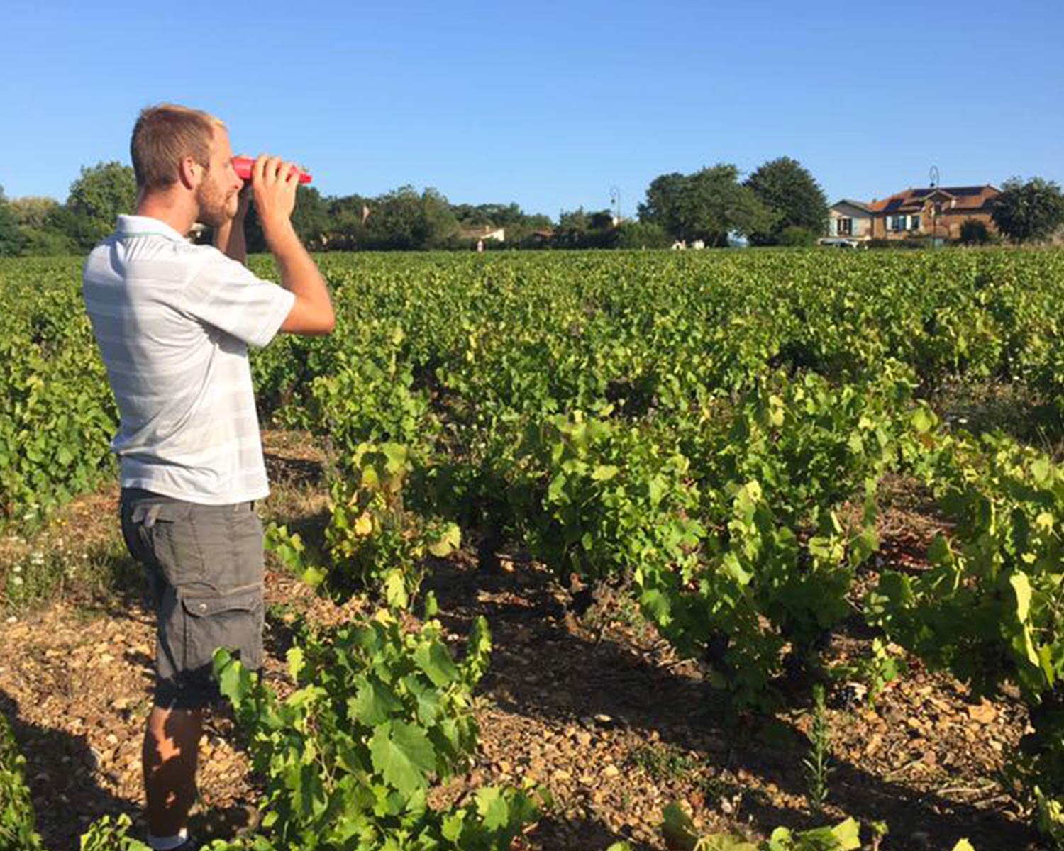 domaine viticole vente de vin Cépages Gamay & cépages Chardonnay Denicé Beaujolais