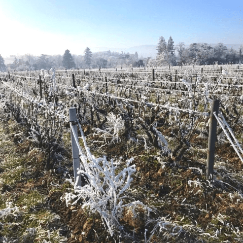 Domaine du Champs de la Croix - Givre Beaujolais Janvier