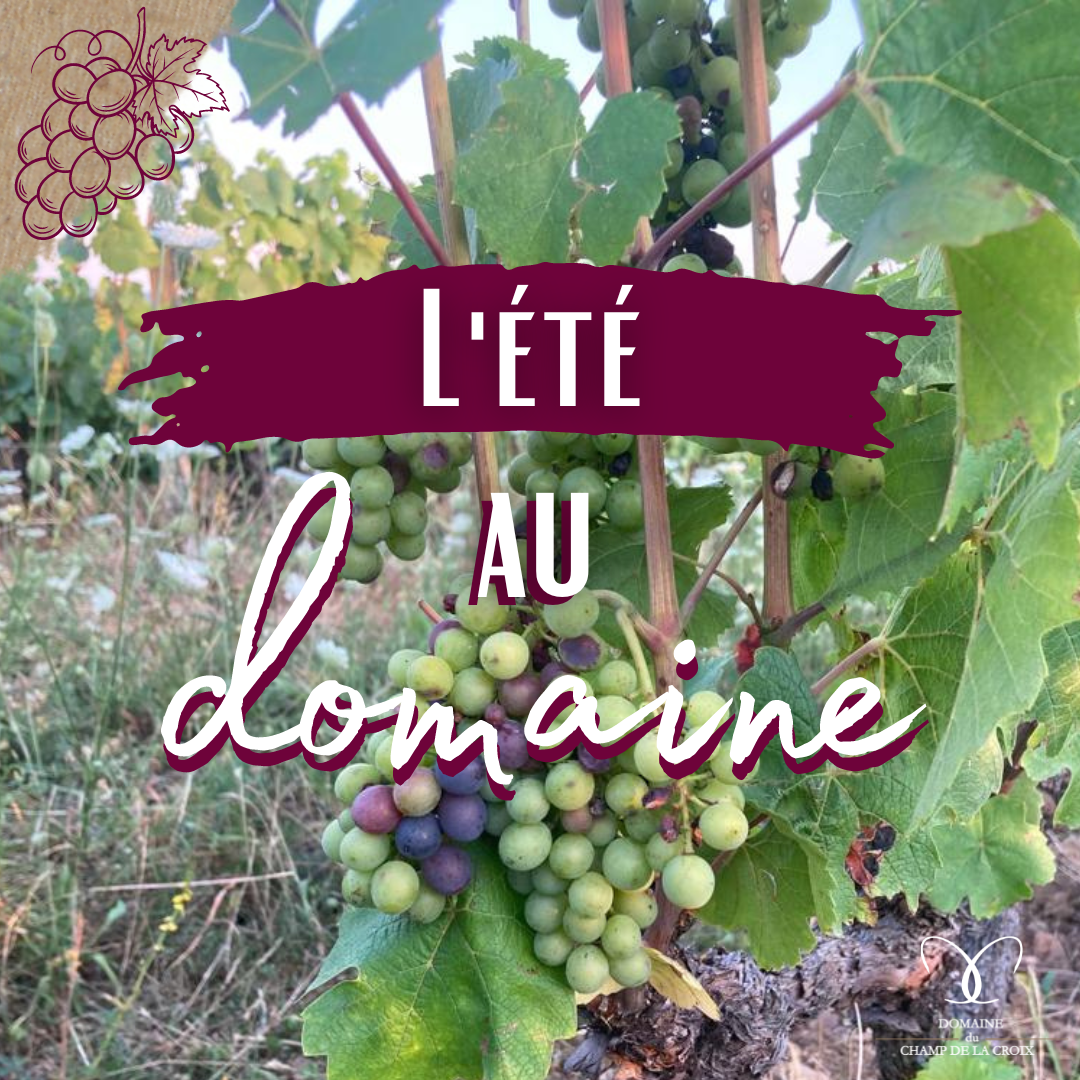 L&rsquo;été au domaine
