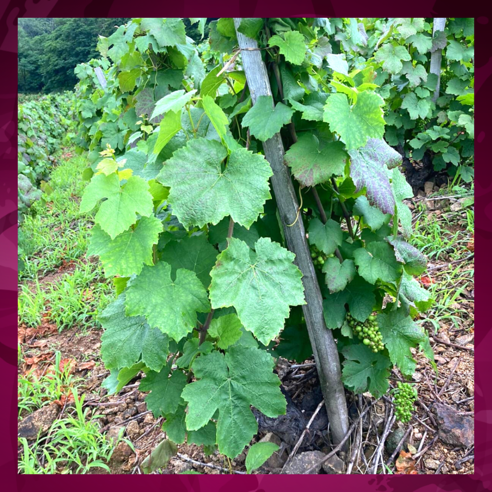 Article - Juillet - Effeuillage