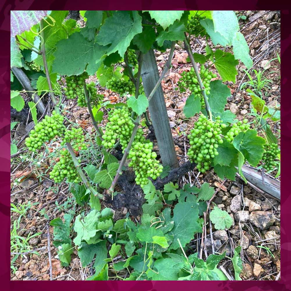 Article - Juillet - Effeuillage