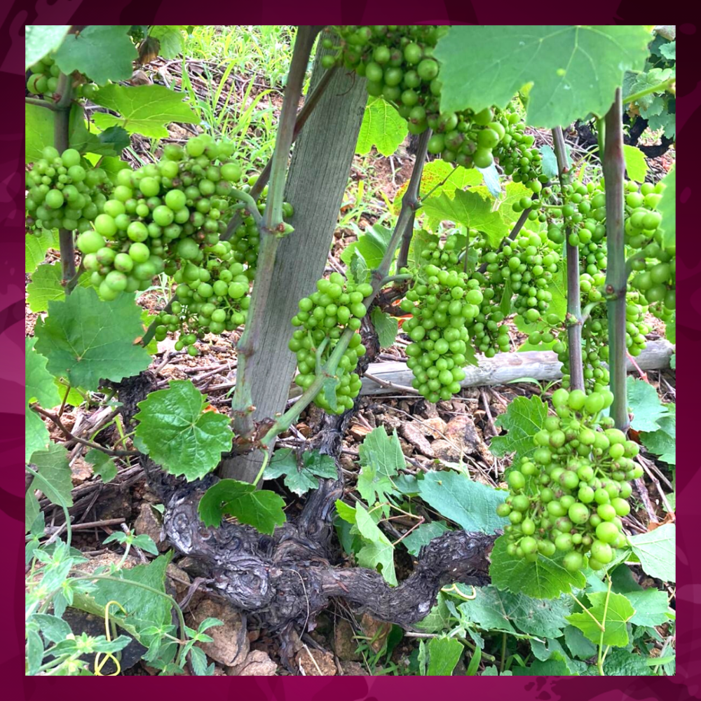 Article - Juillet - Effeuillage