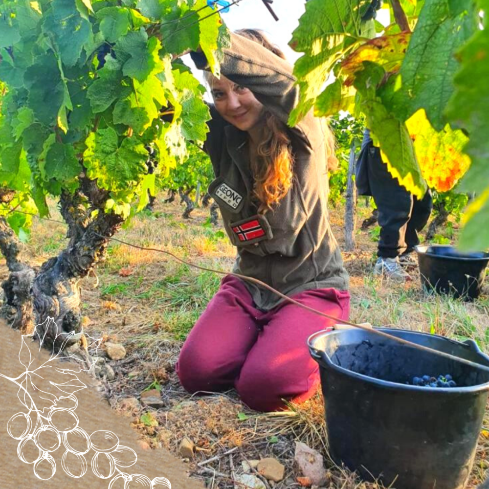 Les vendanges au domaine 2022