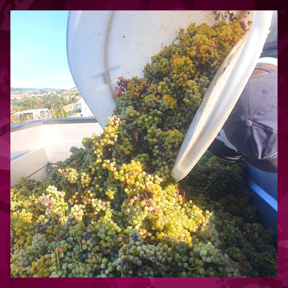 Les vendanges 2022 récolte