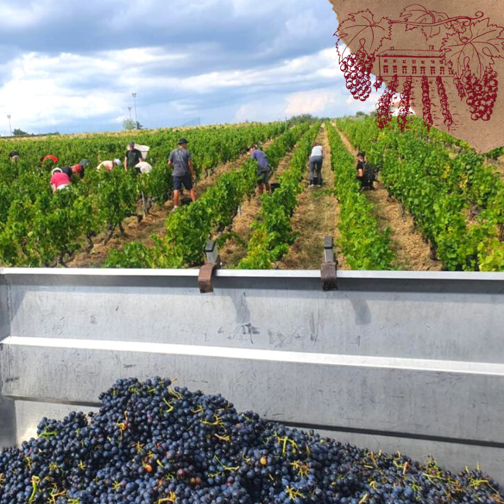 Article les vendanges en 2022