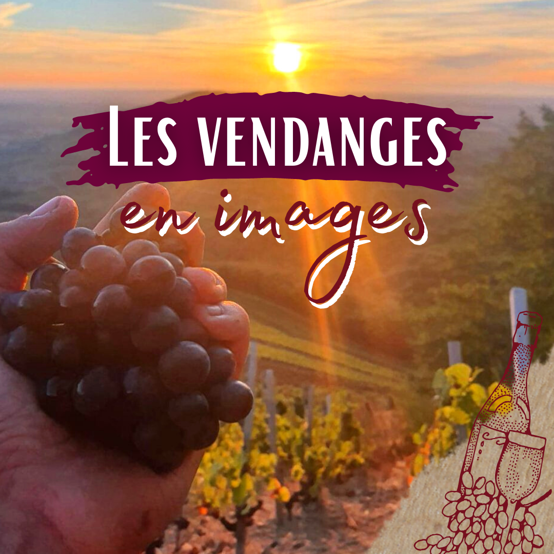 Les vendanges sont derrière nous !